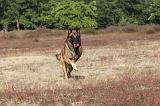 MALINOIS 035